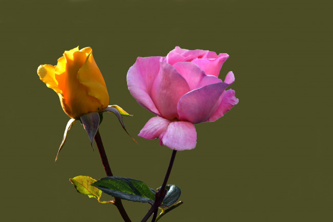 Обои картинки фото цветы, розы, цепочка, звезды, девушка, sheryl, nome, macross, frontier, цветок, кулон, ободок