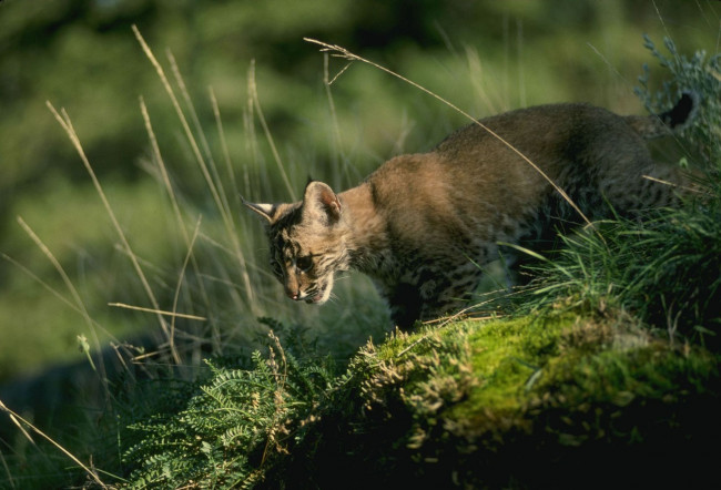 Обои картинки фото животные, рыси, мох, трава, рысенок, рысь