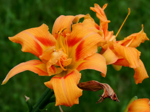 Картинка цветы лилии +лилейники лилейник