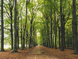 Картинка природа дороги лес дорога