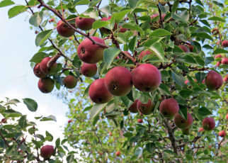 Картинка природа плоды яблоки ветка