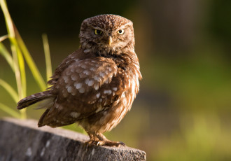 Картинка животные совы птичка