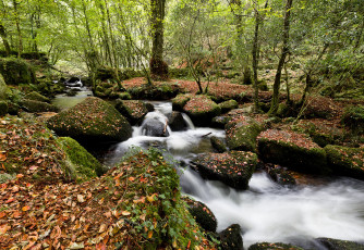 Картинка природа реки озера деревья река