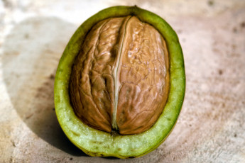 Картинка еда орехи +каштаны +какао-бобы орех