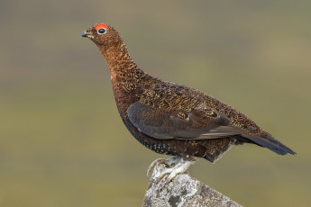 Картинка животные глухари +тетерева птичка