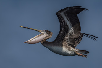 Картинка животные пеликаны птичка