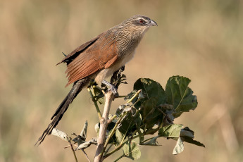 Картинка животные птицы+-+хищники птичка