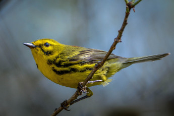 Картинка животные птицы птичка