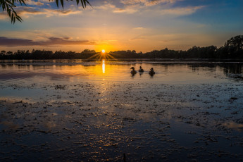 Картинка животные утки птичка