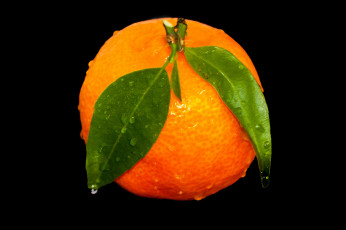 Картинка еда цитрусы апельсин