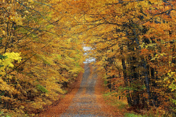 Картинка природа дороги дорога осень лес