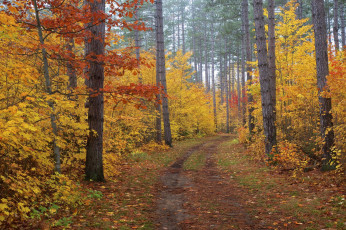 Картинка природа дороги дорога осень лес