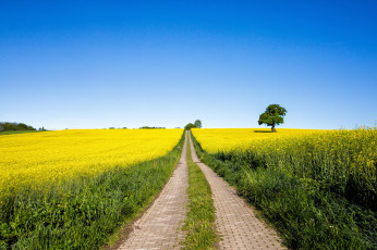 Картинка природа дороги дорога поле