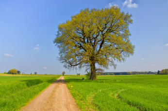 Картинка природа дороги поле дорога