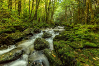 Картинка природа реки озера поток камни лес