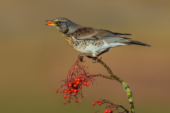 Картинка животные птицы птичка