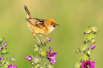 Картинка животные птицы птичка