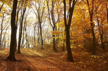 Картинка природа дороги дорога осень лес