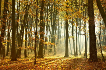 Картинка природа лес деревья