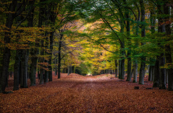 Картинка природа дороги дорога осень лес