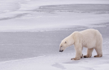 Картинка животные медведи медведь снег