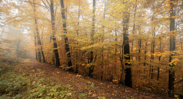 Картинка природа дороги дорога осень лес