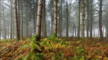 Картинка природа лес деревья