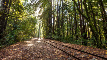 Картинка разное транспортные+средства+и+магистрали лес дорога