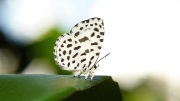 Картинка животные бабочки +мотыльки +моли бабочка