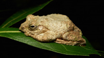 Картинка животные лягушки лягушка