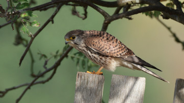 Картинка животные птицы+-+хищники птичка