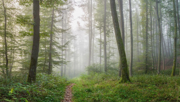 Картинка природа дороги дорога лес