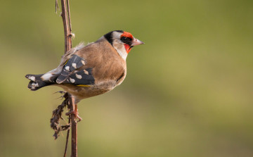 Картинка животные щеглы +чижи птичка