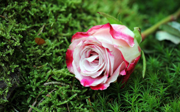 Картинка цветы розы бутон