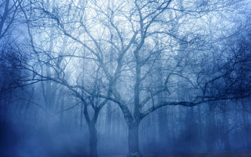 Картинка природа лес туман деревья