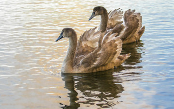 Картинка животные гуси птичка