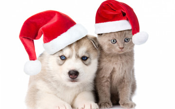 Картинка животные разные+вместе шапка котенок колпаки хаски