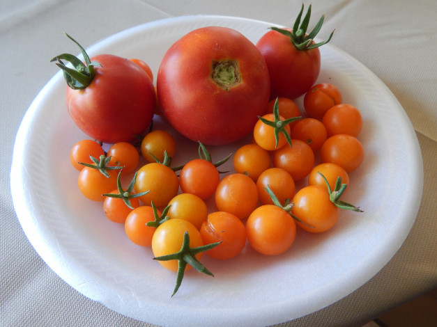 Обои картинки фото еда, помидоры, томаты