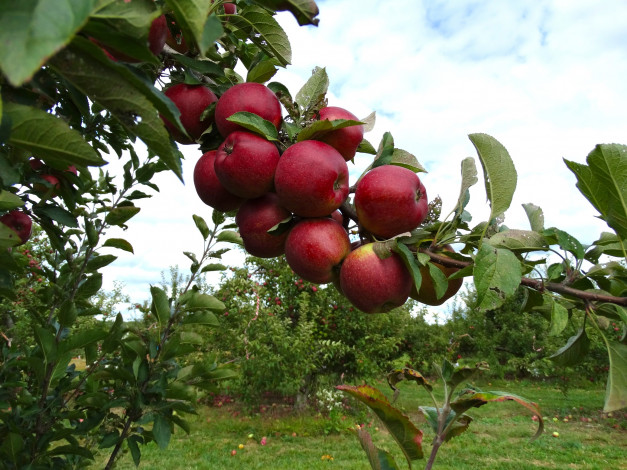 Обои картинки фото природа, плоды, яблоки, ветка