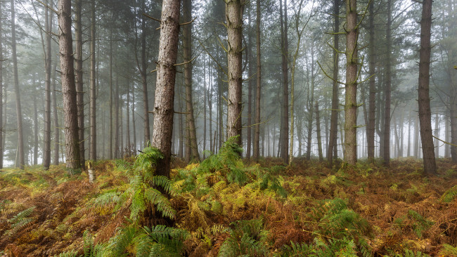 Обои картинки фото природа, лес, деревья