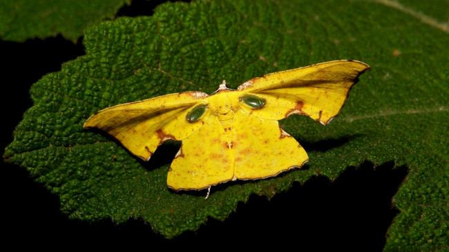 Обои картинки фото животные, бабочки,  мотыльки,  моли, бабочка