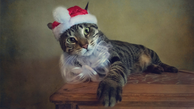 Обои картинки фото животные, коты, кошка, стиль, борода, праздник, ретро