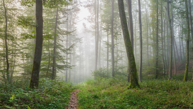 Обои картинки фото природа, дороги, дорога, лес