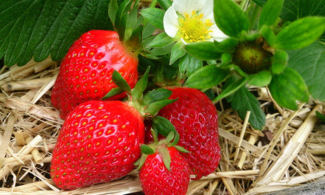 Обои картинки фото еда, клубника,  земляника, ягоды