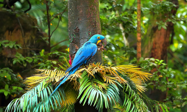 Обои картинки фото животные, попугаи, птичка