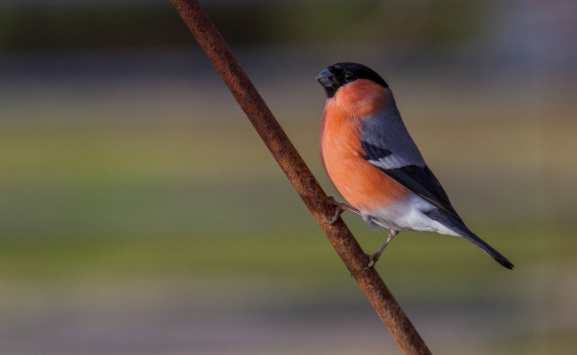 Обои картинки фото животные, снегири, птичка