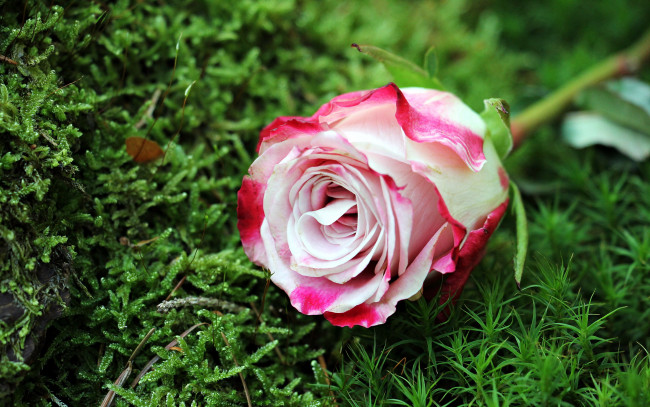 Обои картинки фото цветы, розы, бутон