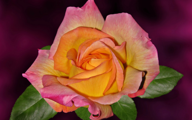 Обои картинки фото цветы, розы, бутон, лепестки, фон, роза