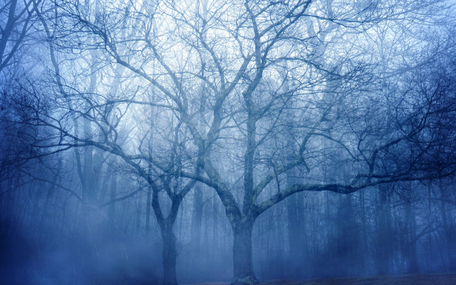 Обои картинки фото природа, лес, туман, деревья