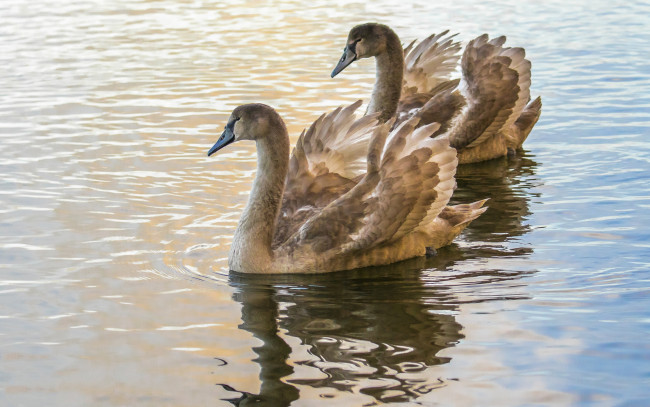 Обои картинки фото животные, гуси, птичка